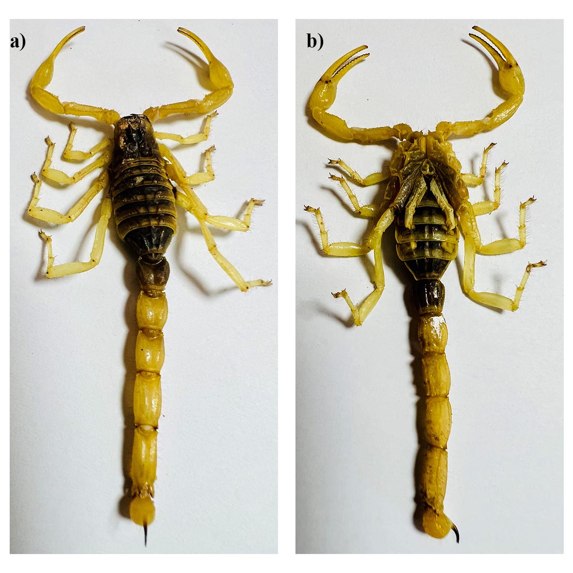 scorpion venom